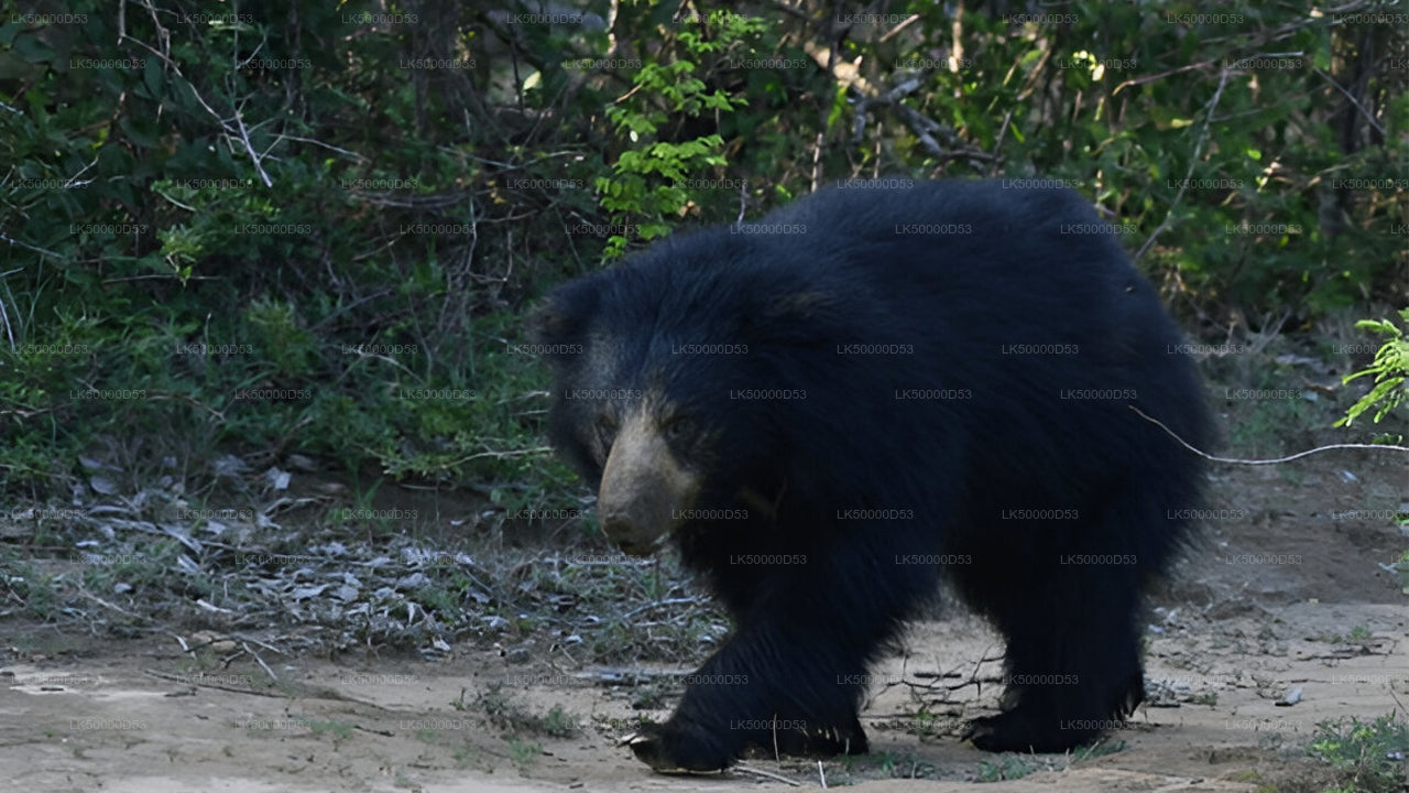 याला सफारी के साथ हिरिकेतिया से एला तक प्राइवेट टूर