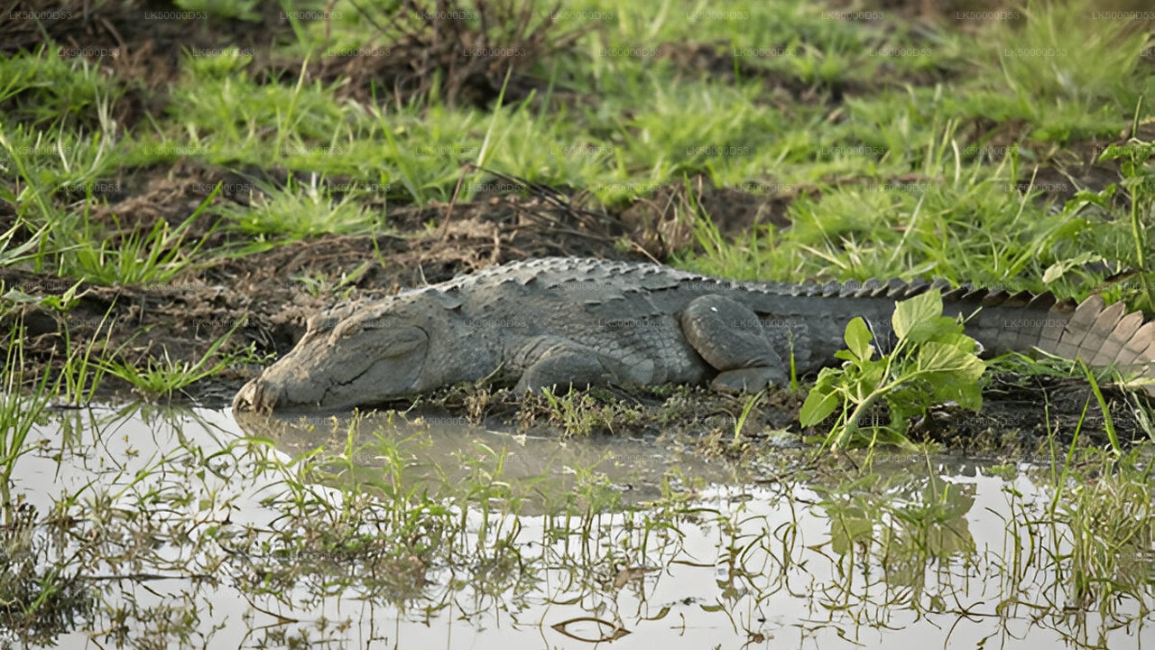 याला सफारी के साथ हिरिकेतिया से एला तक प्राइवेट टूर