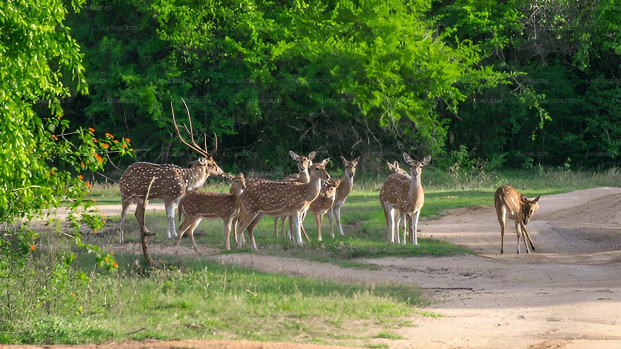 याला सफारी के साथ हिरिकेतिया से एला तक प्राइवेट टूर