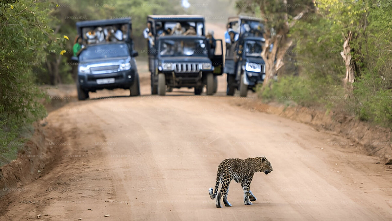 याला सफारी के साथ हिरिकेतिया से एला तक प्राइवेट टूर