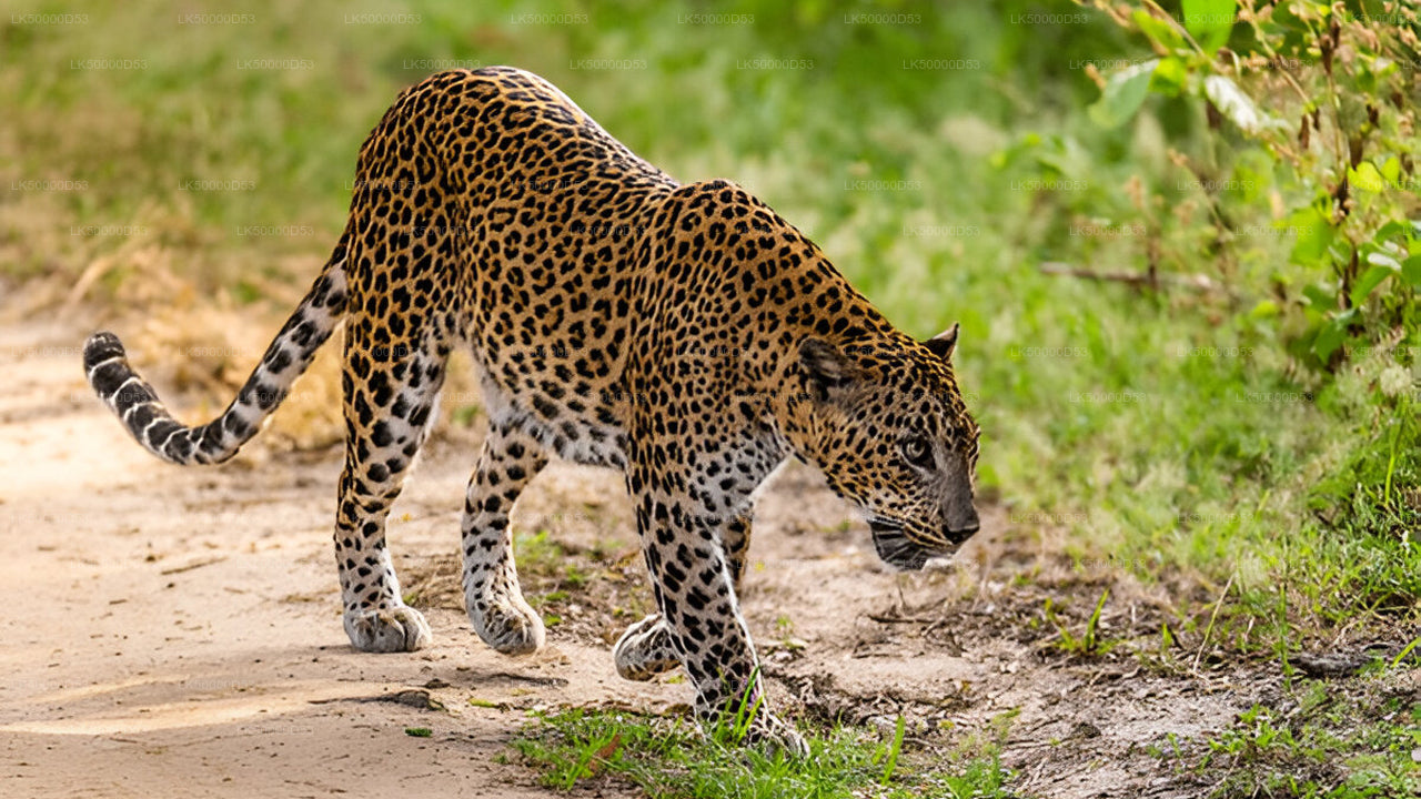 याला सफारी के साथ हिरिकेतिया से एला तक प्राइवेट टूर