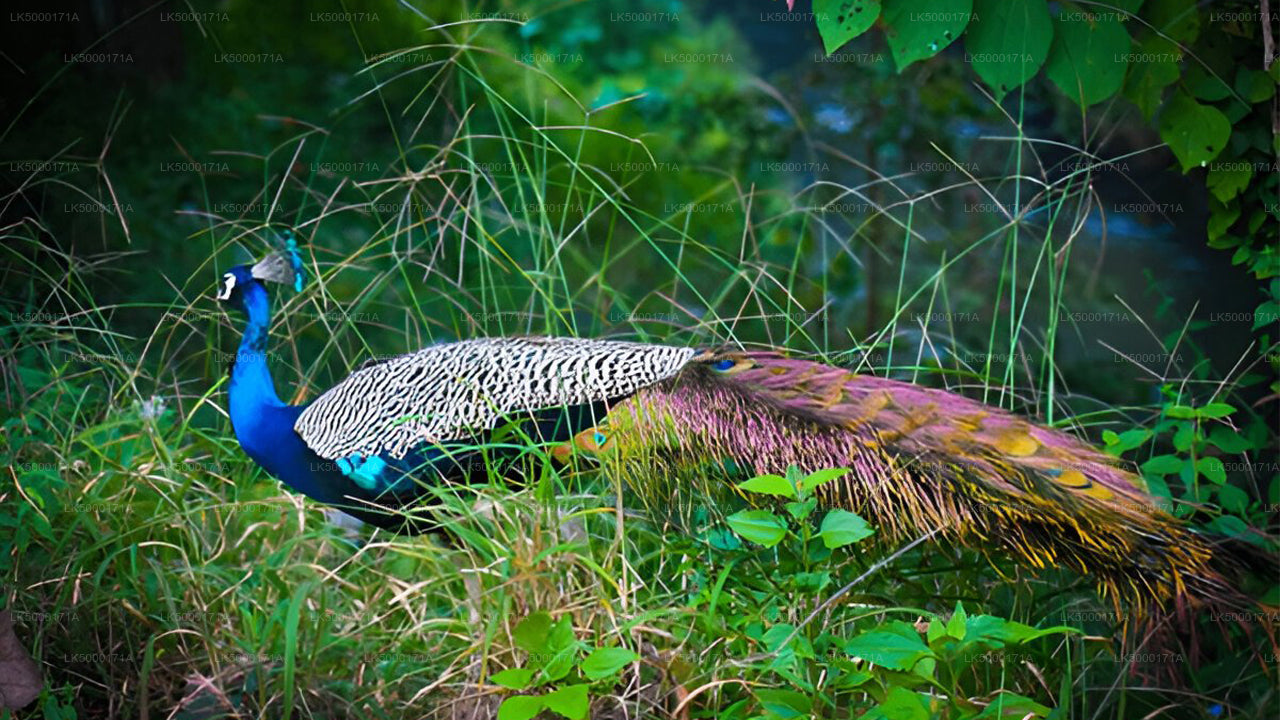 उदावलावे राष्ट्रीय उद्यान निजी सफारी