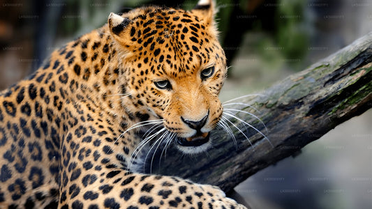 Private Tour from Ella to Unawatuna with Yala Safari