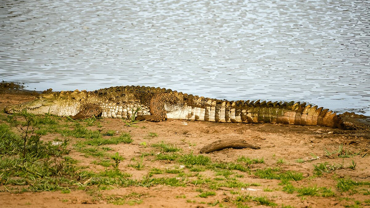 Private Tour from Tangalle to Ella with Udawalawe Safari
