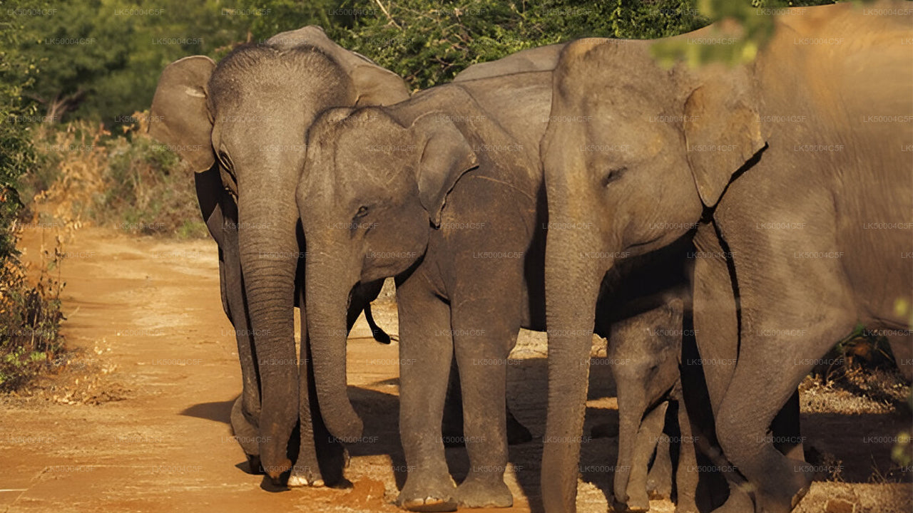 एला से वेलिगामा तक उदावालावे सफारी के साथ प्राइवेट टूर
