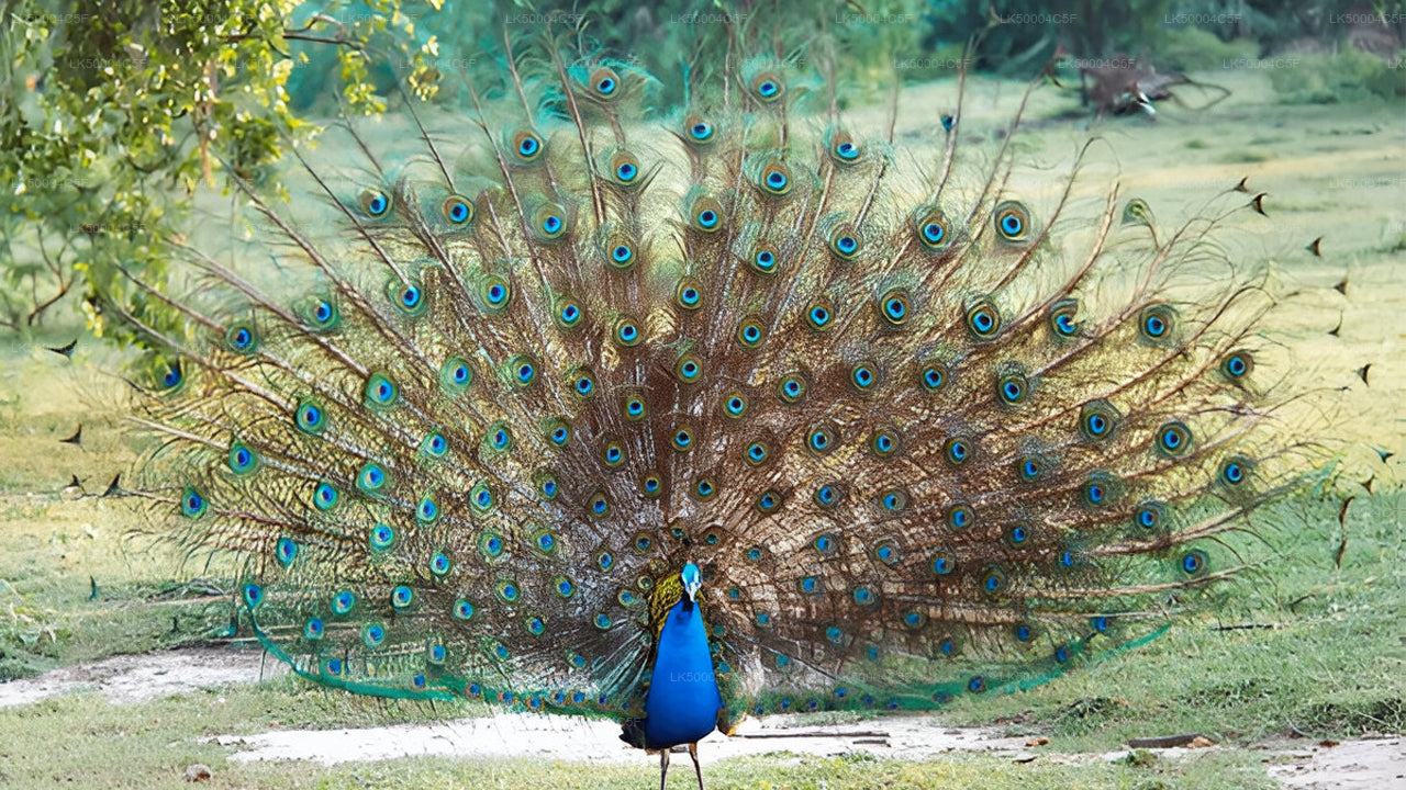 एला से वेलिगामा तक उदावालावे सफारी के साथ प्राइवेट टूर