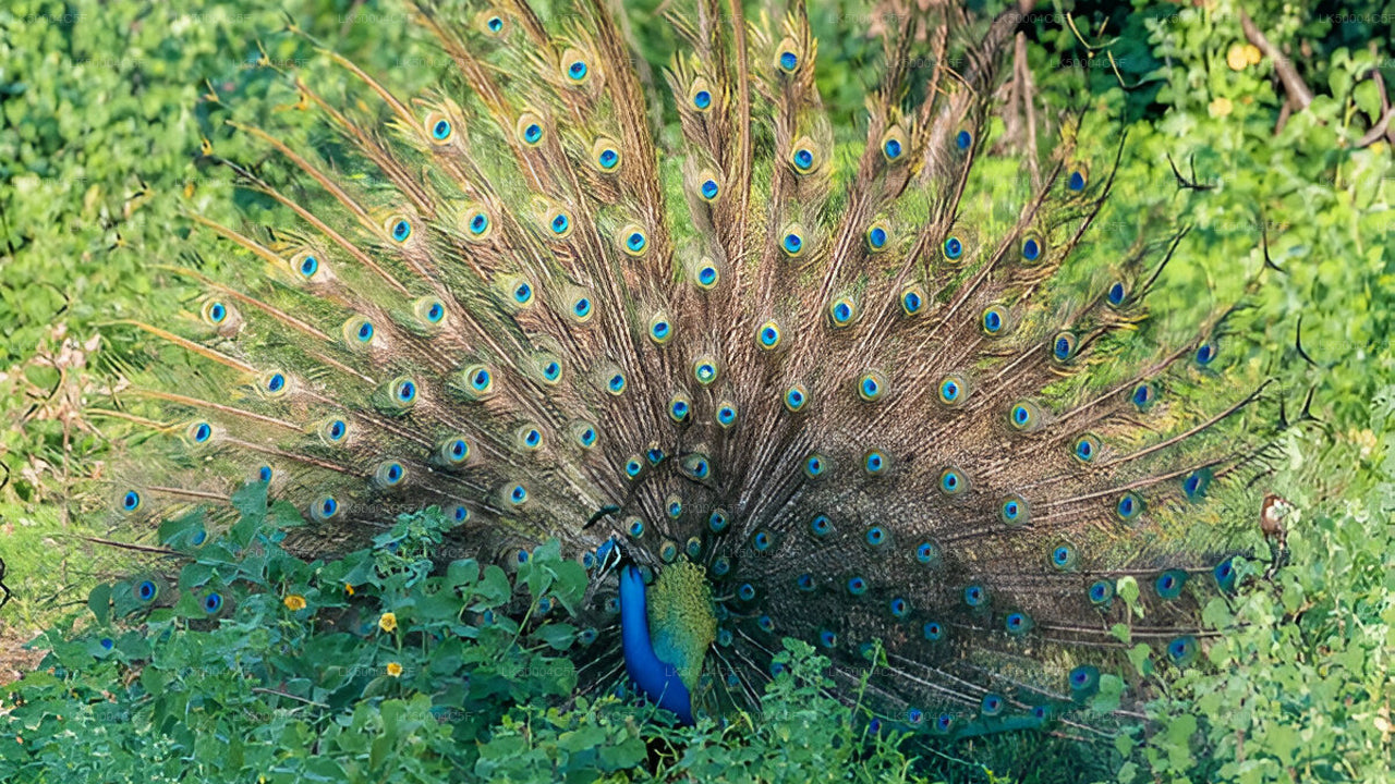 एला से वेलिगामा तक उदावालावे सफारी के साथ प्राइवेट टूर