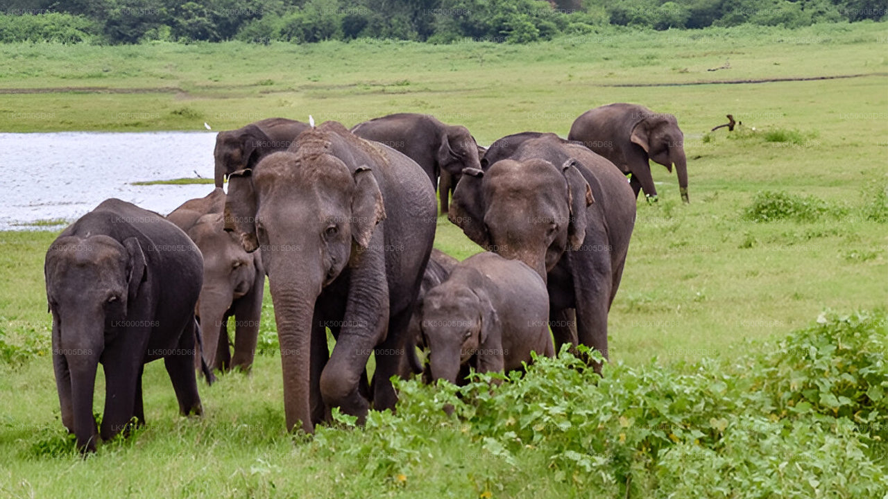 उदावालावे सफारी के साथ हिरिकेतिया से एला तक निजी यात्रा