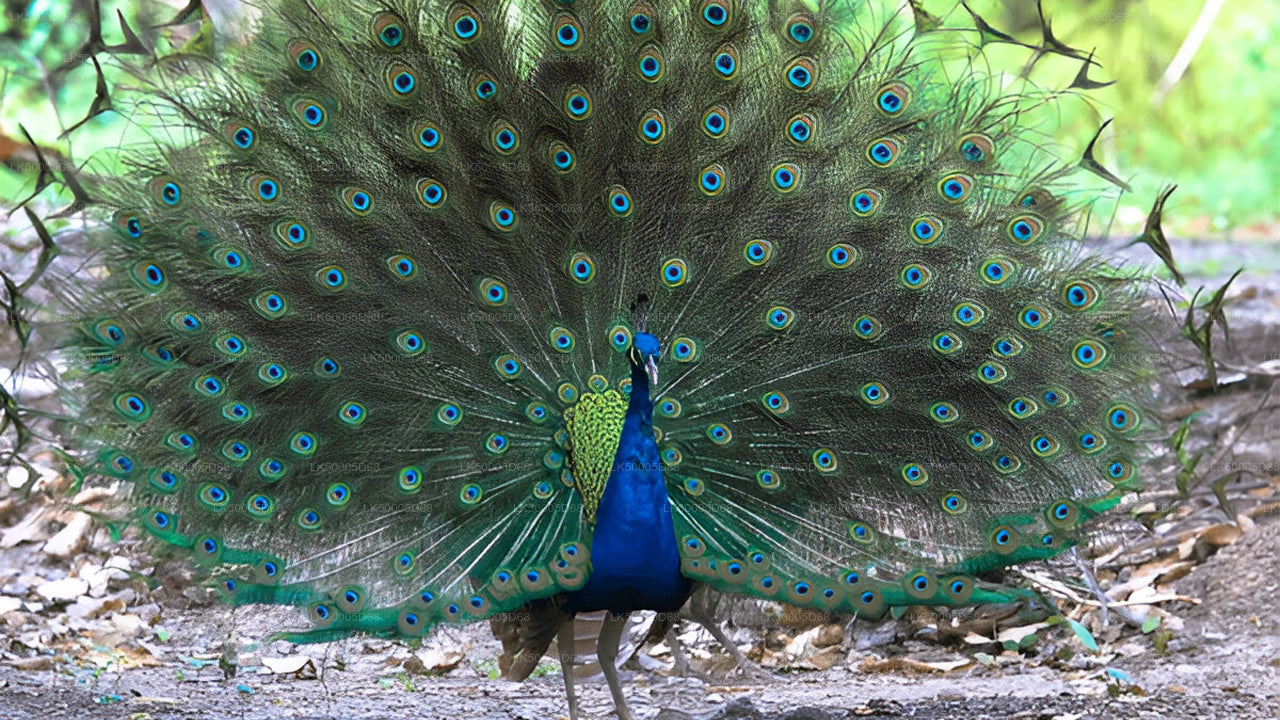 उदावालावे सफारी के साथ हिरिकेतिया से एला तक निजी यात्रा