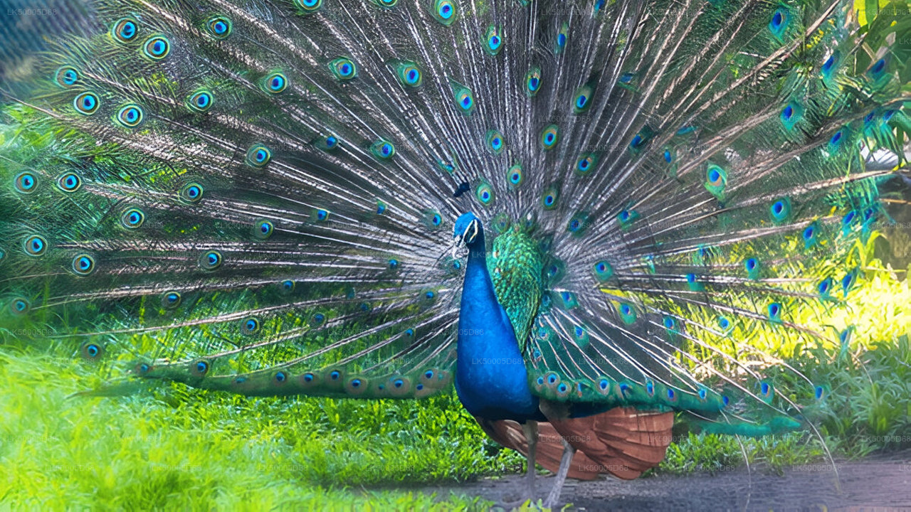 उदावालावे सफारी के साथ हिरिकेतिया से एला तक निजी यात्रा