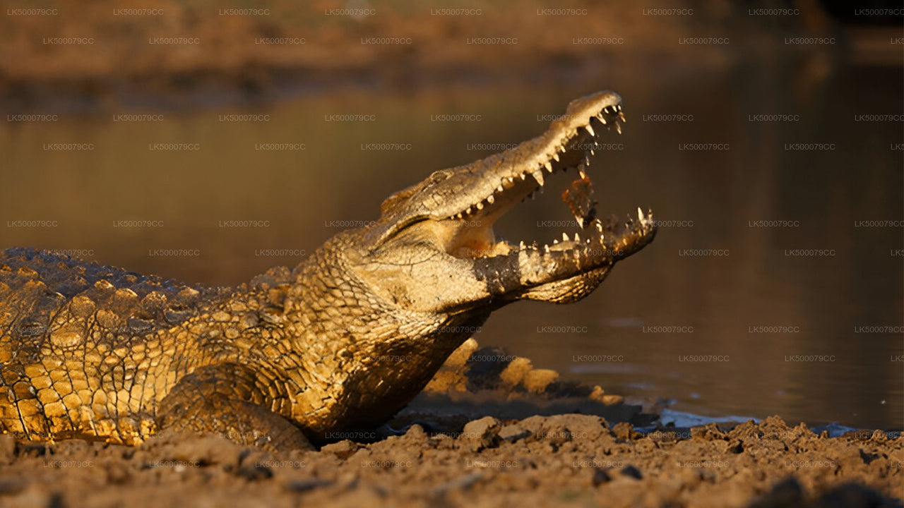 याला सफारी के साथ एला से तांगाले तक निजी यात्रा