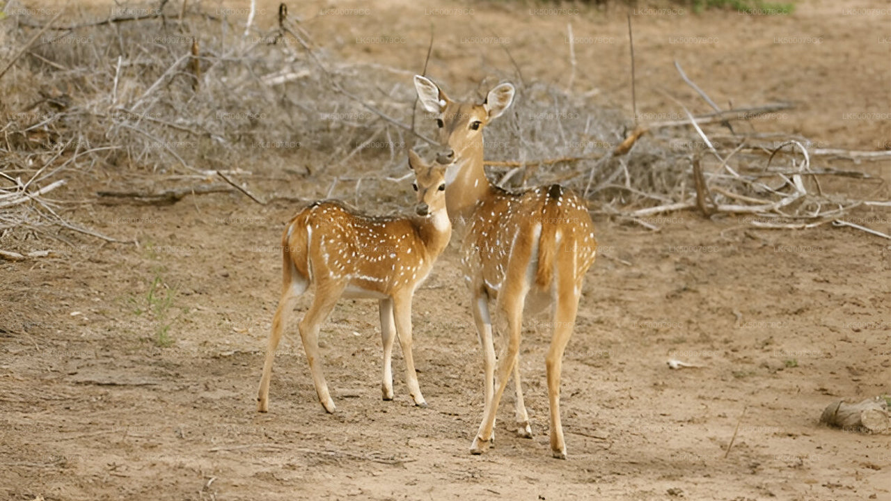 याला सफारी के साथ एला से तांगाले तक निजी यात्रा