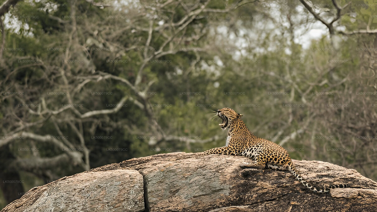 याला सफारी के साथ एला से तांगाले तक निजी यात्रा