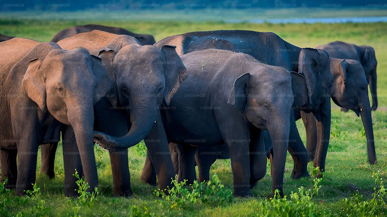 Private Tour from Ella to Galle with Udawalawe Safari