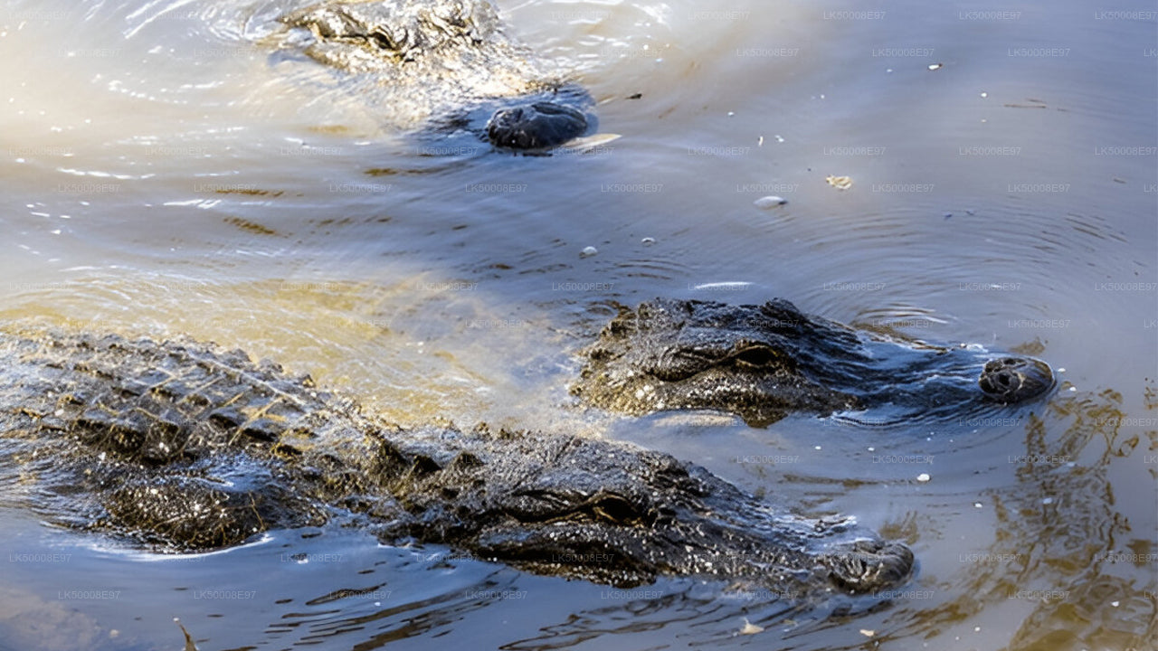 वेलिगामा से एला तक का प्राइवेट टूर, उदावालावे सफारी के साथ