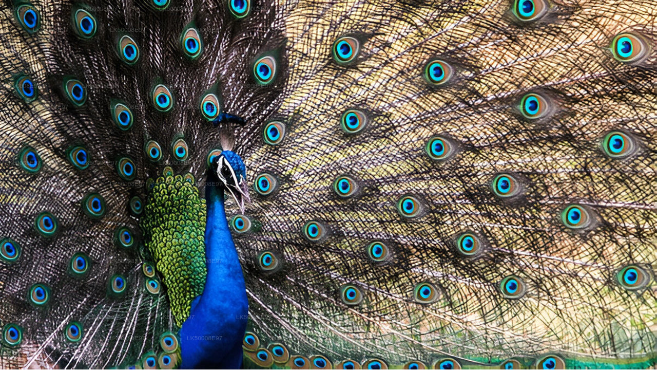 वेलिगामा से एला तक का प्राइवेट टूर, उदावालावे सफारी के साथ