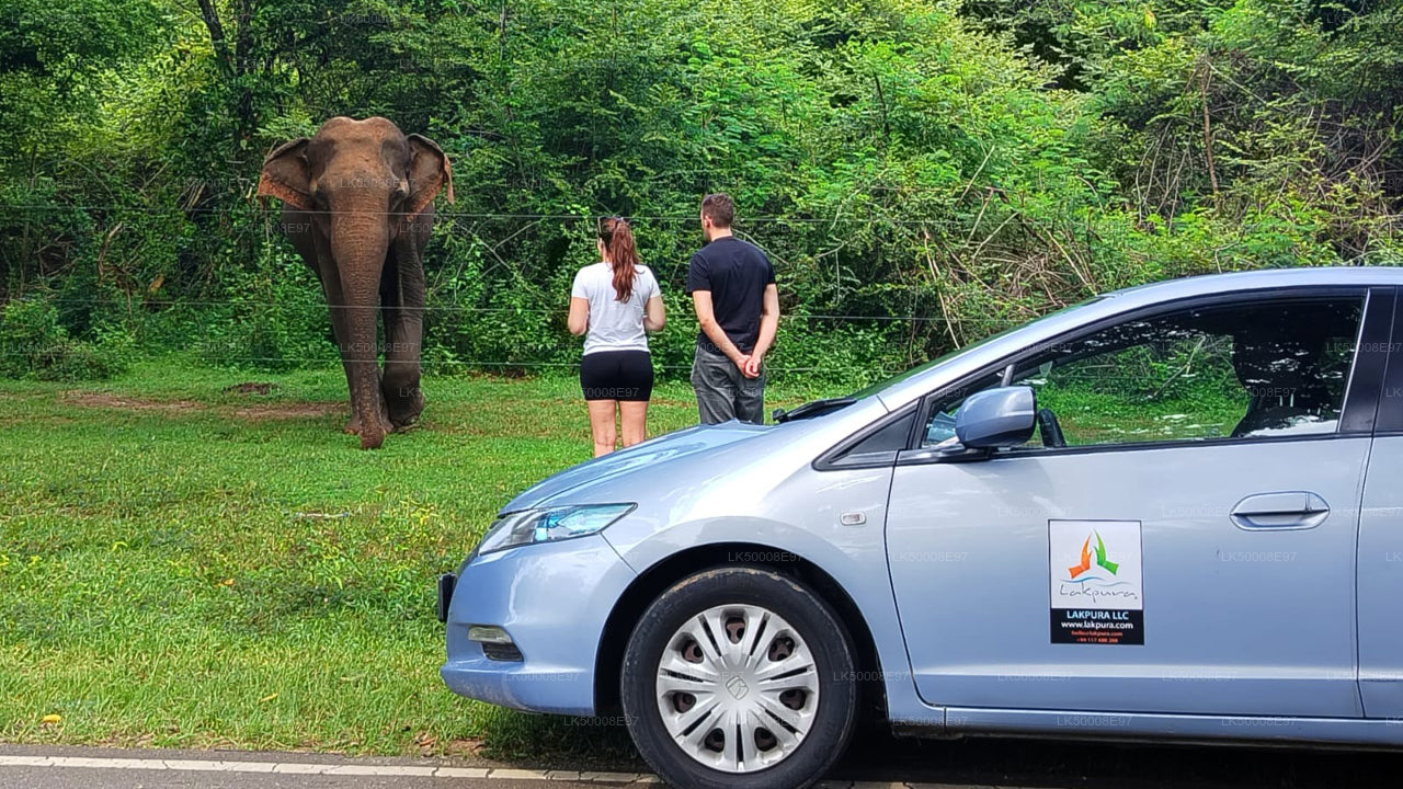 वेलिगामा से एला तक का प्राइवेट टूर, उदावालावे सफारी के साथ