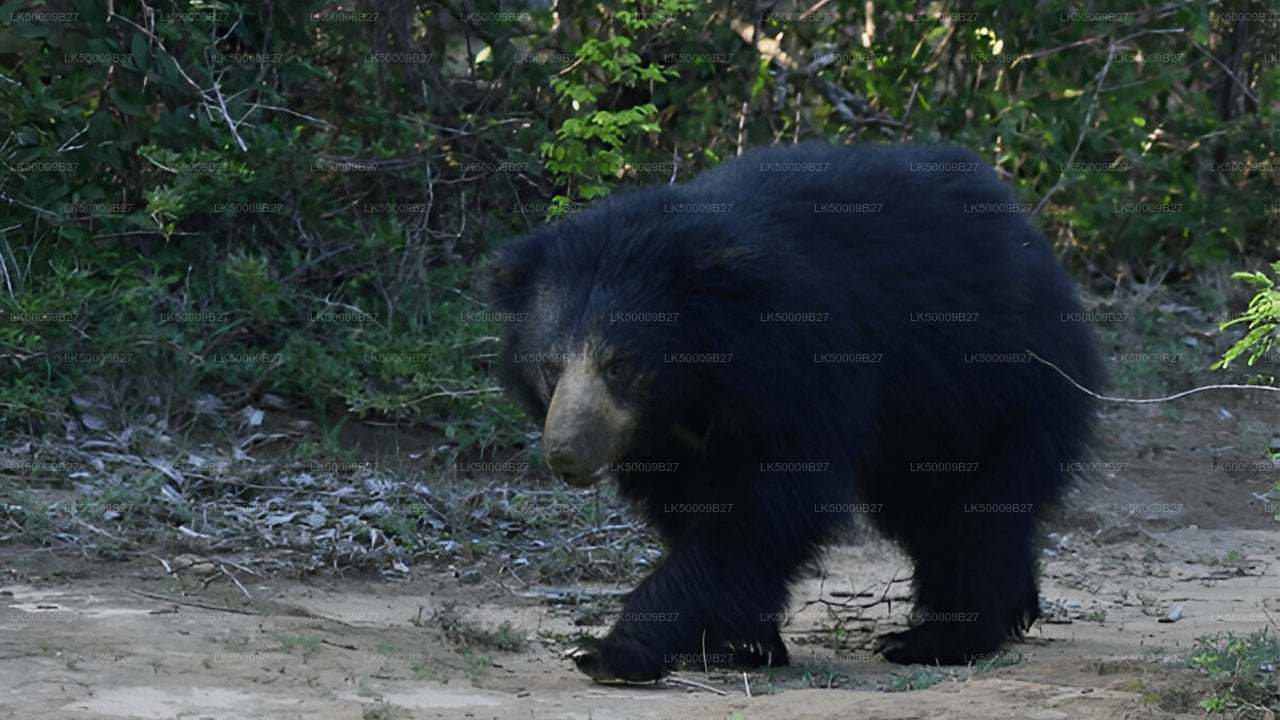 याला सफारी के साथ वेलिगामा से एला तक प्राइवेट टूर