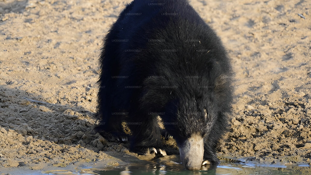 याला सफारी के साथ वेलिगामा से एला तक प्राइवेट टूर