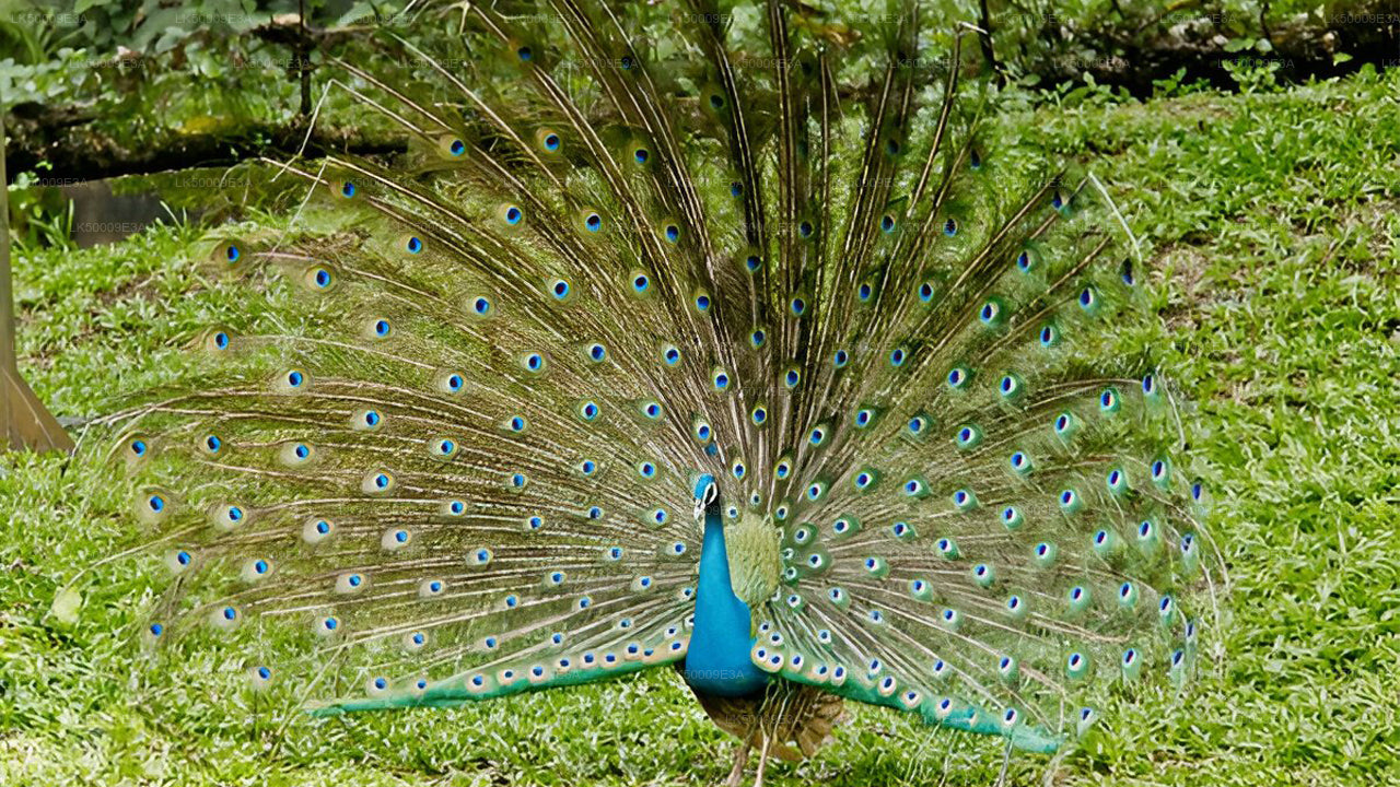 उदावालावे राष्ट्रीय उद्यान प्रवेश टिकट