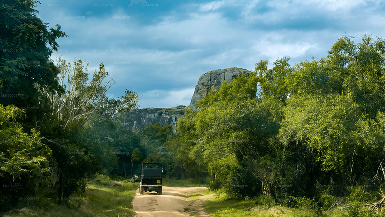 Private Tour from Ella to Mirissa with Yala Safari