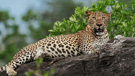 विल्पट्टू नेशनल पार्क प्राइवेट सफारी