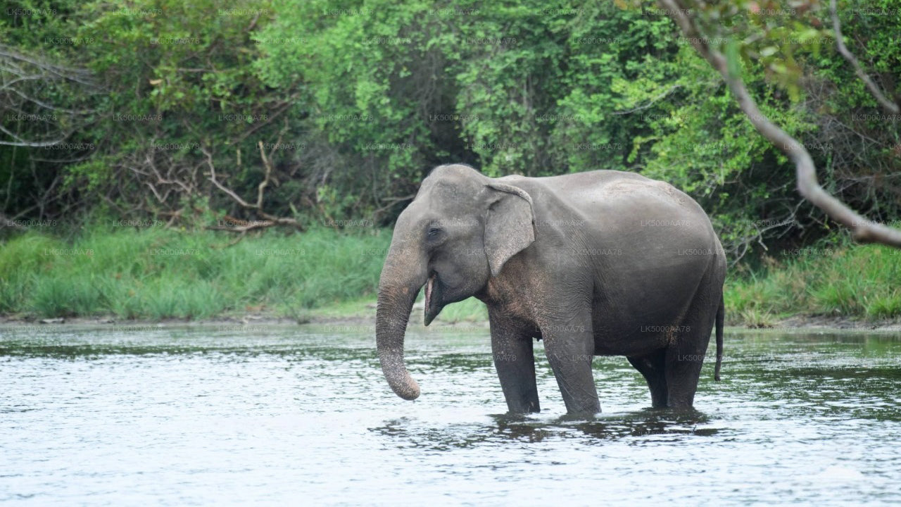 विल्पट्टू नेशनल पार्क प्राइवेट सफारी