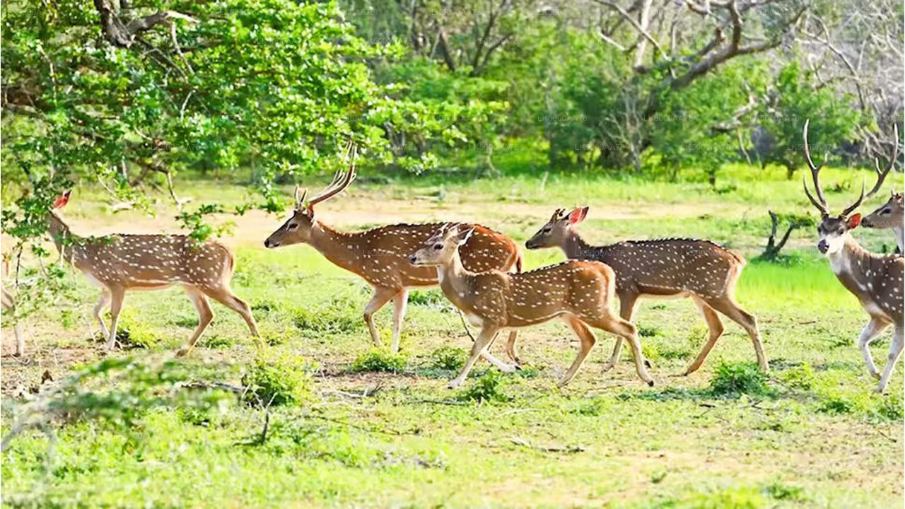विल्पट्टू नेशनल पार्क प्राइवेट सफारी