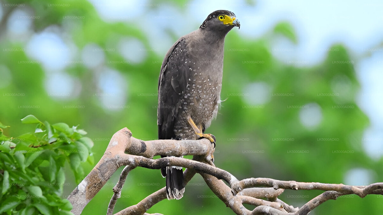 याला सफारी के साथ गाले से एला तक प्राइवेट टूर