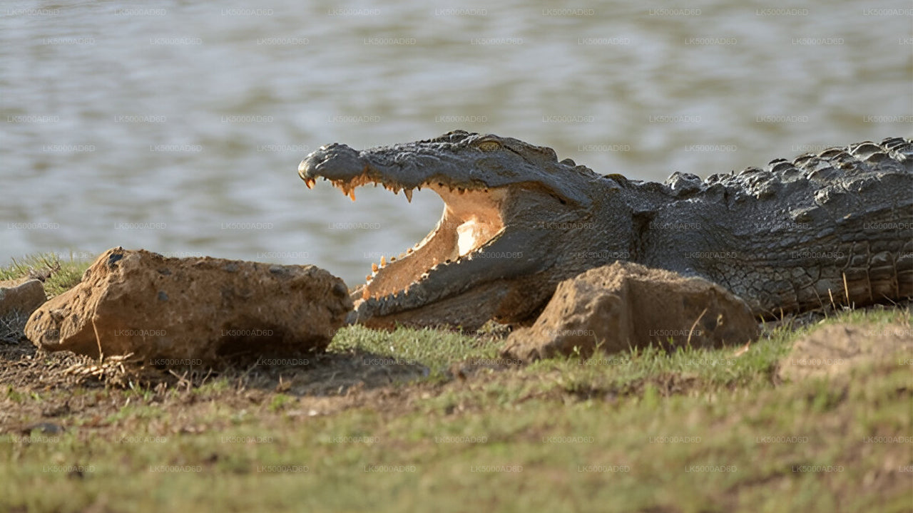याला सफारी के साथ गाले से एला तक प्राइवेट टूर