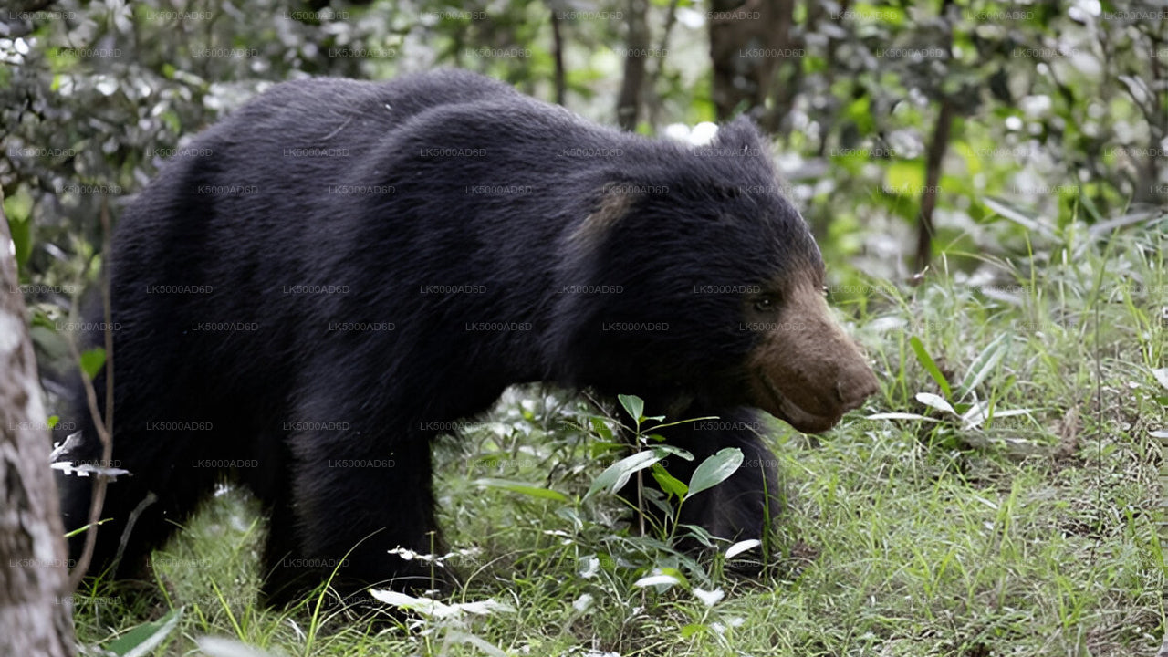 याला सफारी के साथ गाले से एला तक प्राइवेट टूर