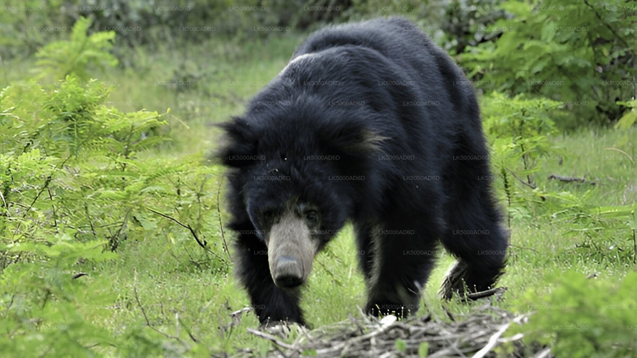 याला सफारी के साथ गाले से एला तक प्राइवेट टूर