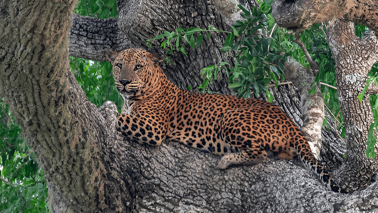 याला सफारी के साथ गाले से एला तक प्राइवेट टूर