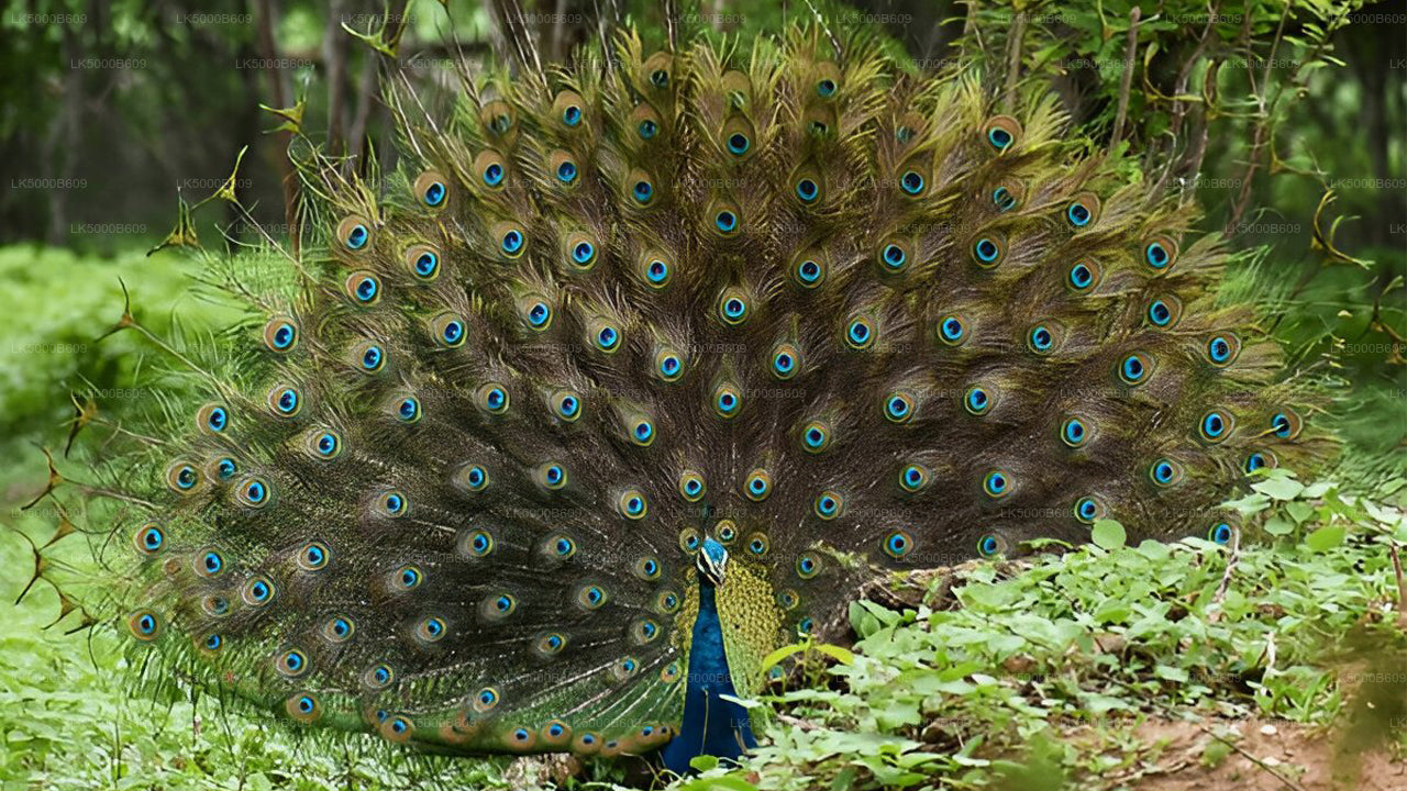 Private Tour from Ella to Unawatuna with Udawalawe Safari