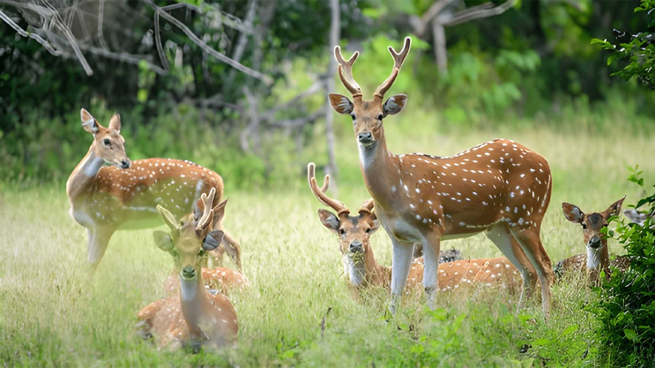 याला नेशनल पार्क (ब्लॉक 5) एथिकल सफारी