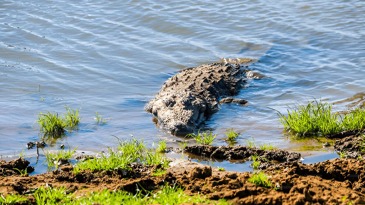 उदावालावे सफारी के साथ गाले से एला तक प्राइवेट टूर