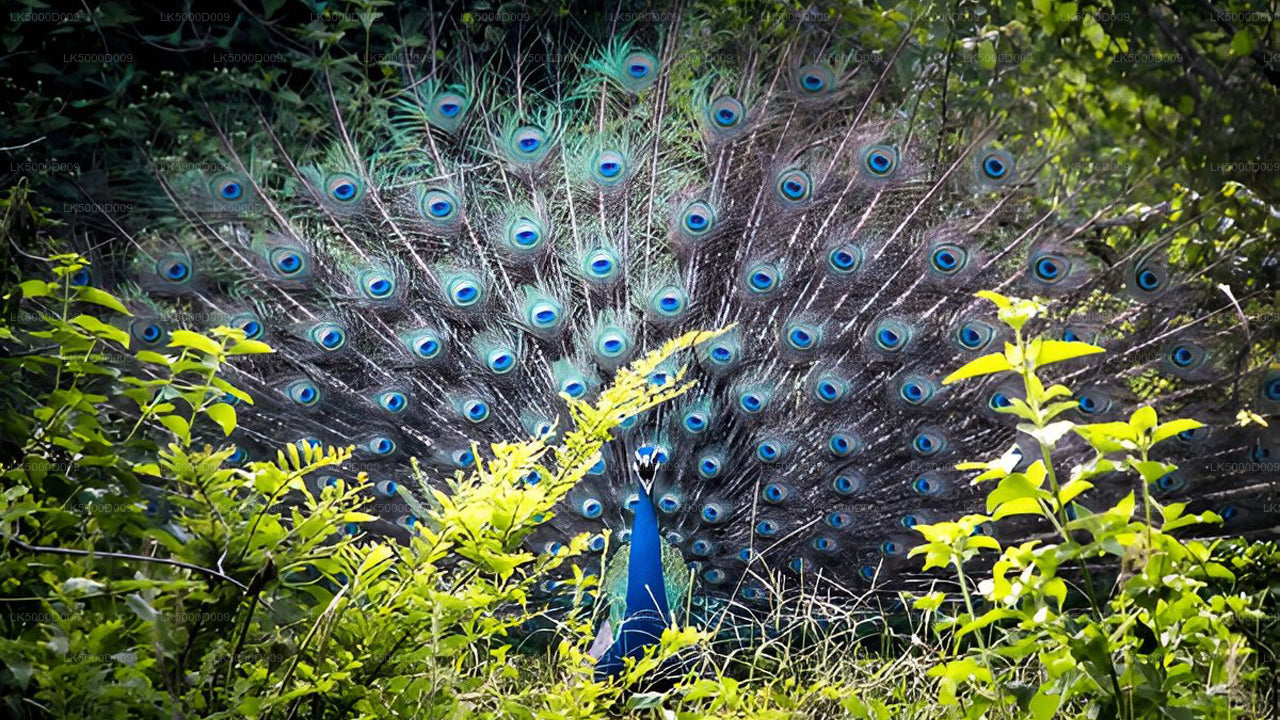 उदावालावे सफारी के साथ गाले से एला तक प्राइवेट टूर