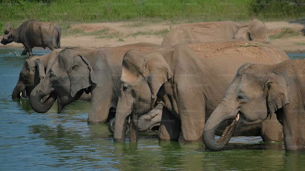 उदावालावे सफारी के साथ गाले से एला तक प्राइवेट टूर