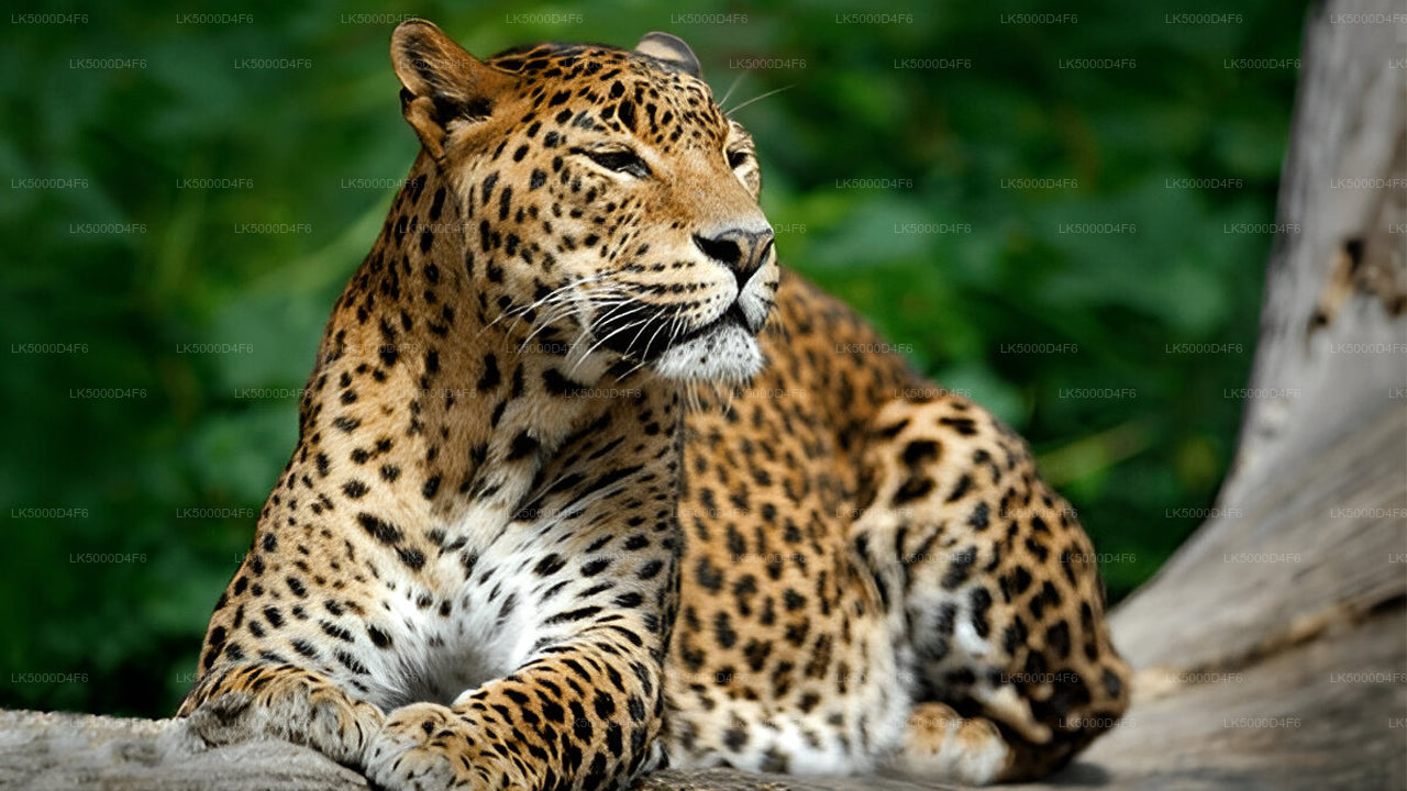 Private Tour  from Unawatuna to Ella with Yala Safari