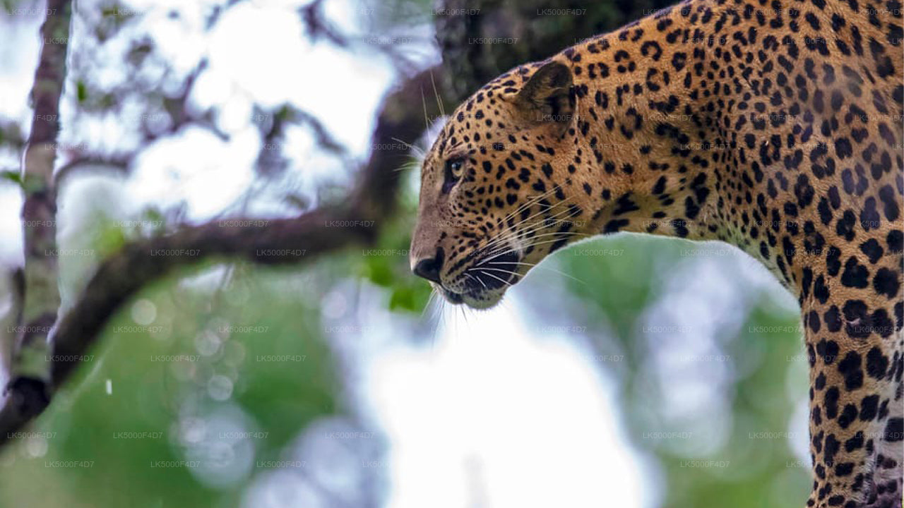 याला सफारी के साथ एला से हिरिकेतिया तक प्राइवेट टूर