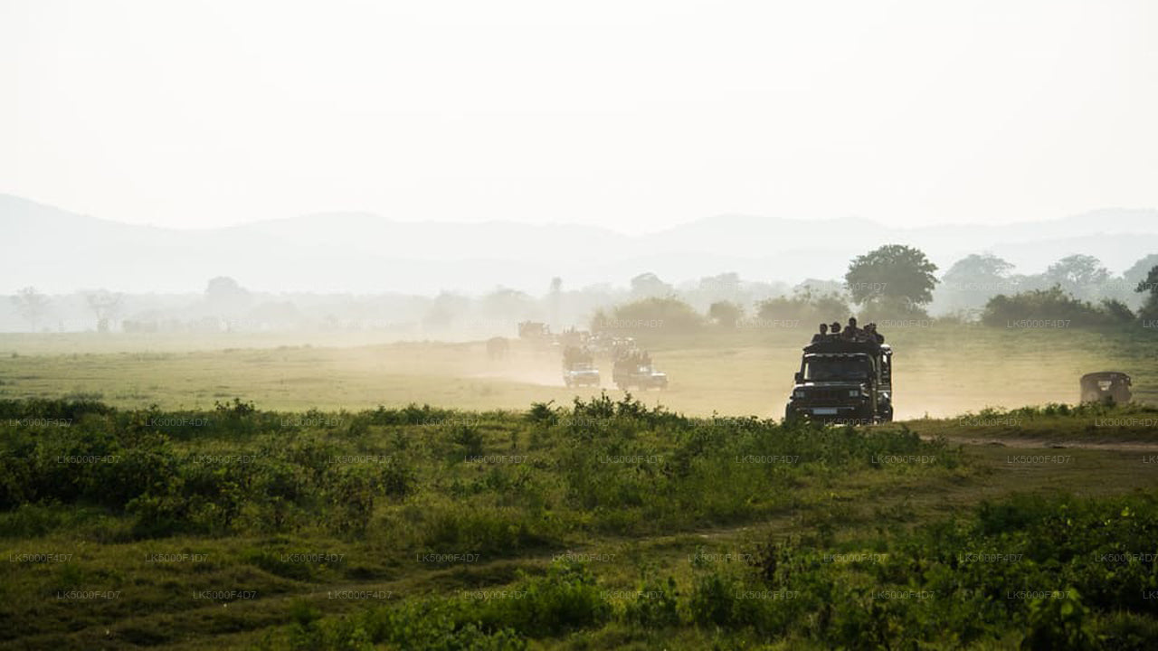 याला सफारी के साथ एला से हिरिकेतिया तक प्राइवेट टूर
