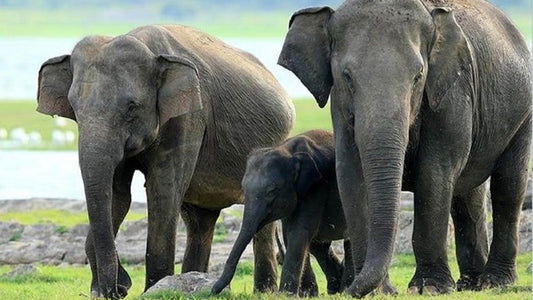 सिगिरिया से मिनेरिया नेशनल पार्क सफारी