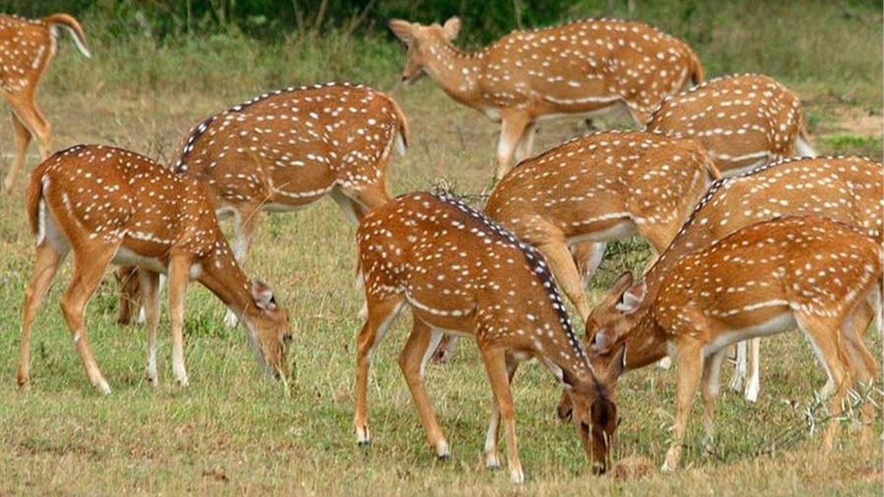 सिगिरिया से मिनेरिया नेशनल पार्क सफारी
