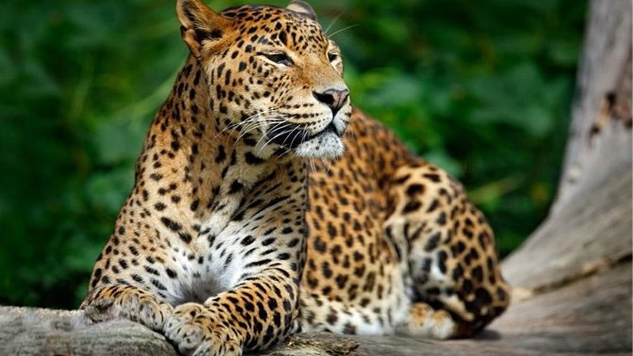 याला राष्ट्रीय उद्यान निजी सफारी