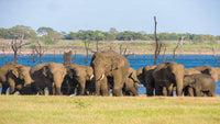 Kaudulla National Park Shared Safari