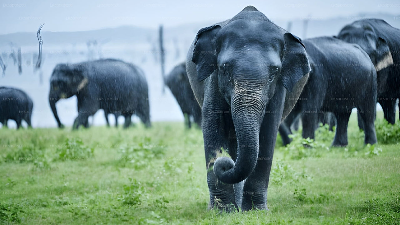 सिगिरिया से कौदुल्ला राष्ट्रीय उद्यान निजी सफारी