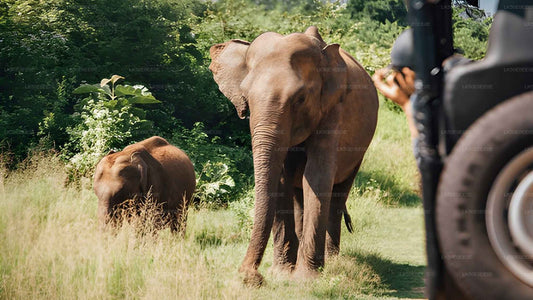 Hurulu Eco Park Private Safari