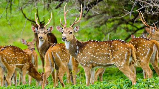 मदुरू ओया नेशनल पार्क में नेचुरलिस्ट के साथ प्राइवेट सफारी