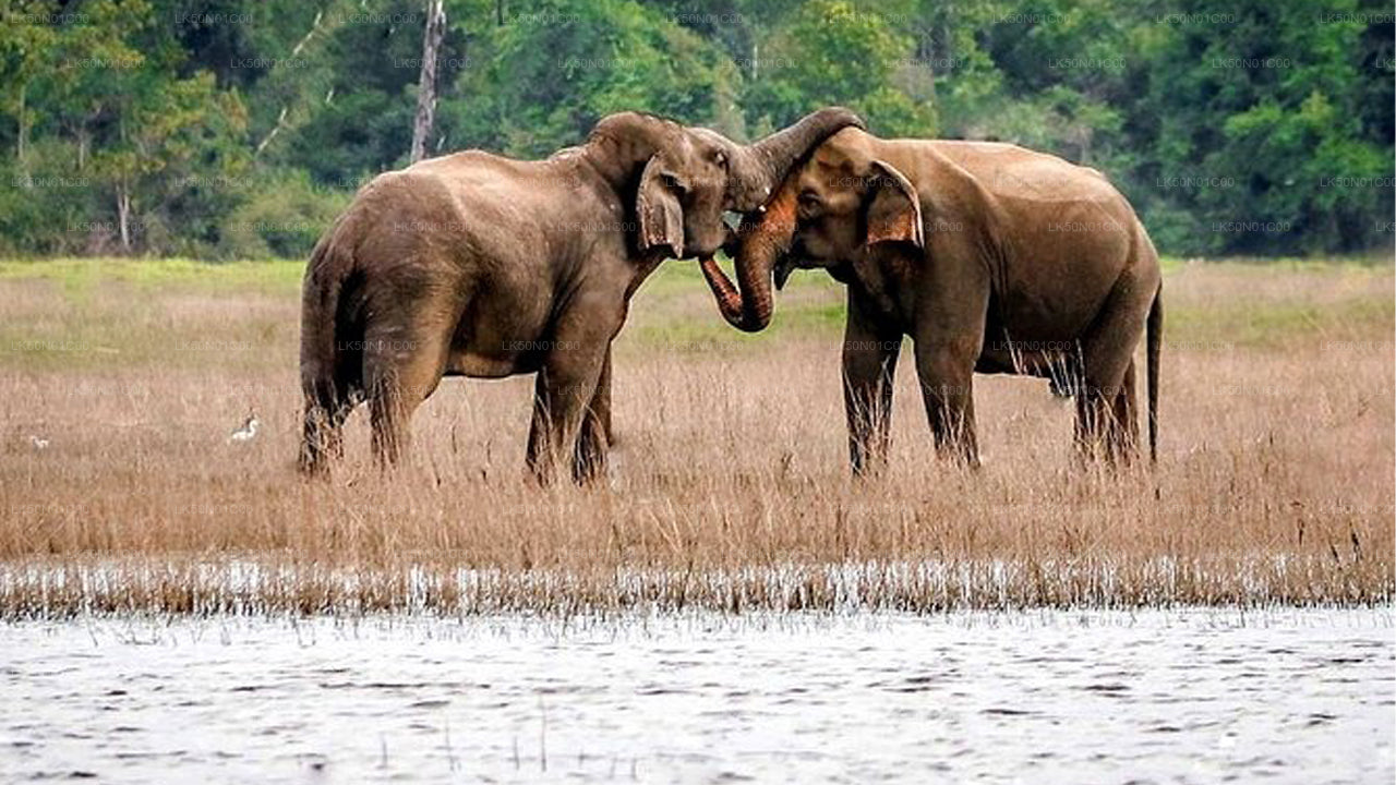 मदुरू ओया नेशनल पार्क में नेचुरलिस्ट के साथ प्राइवेट सफारी