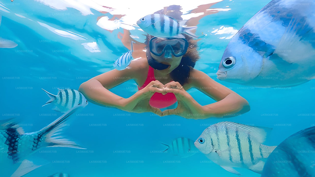 पिजन आइलैंड से समुद्री कछुओं के साथ स्नोर्कलिंग